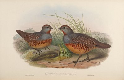 Bambusicola sonorivox = Bambusicola thoracicus sonorivox von John Gould